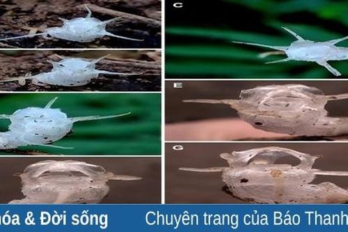 Phát hiện một loài thực vật dị dưỡng không có diệp lục tại Khu Bảo tồn Thiên nhiên Xuân Liên