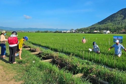 Chương trình IPHM góp phần nâng cao sức khỏe cây trồng và bảo vệ môi trường