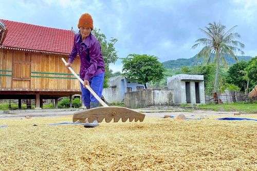 Gia Lai: Giá thóc thu thuế sử dụng đất nông nghiệp năm 2025 là 7.200 đồng/kg