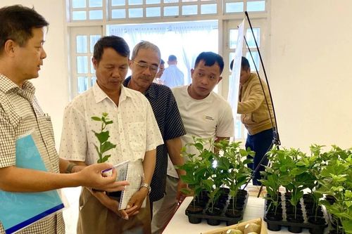 Xuất khẩu chanh dây sang Mỹ, thêm cơ hội cho nông dân