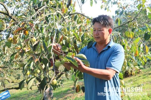 Ông Lâm làm giàu từ trồng cây ăn quả