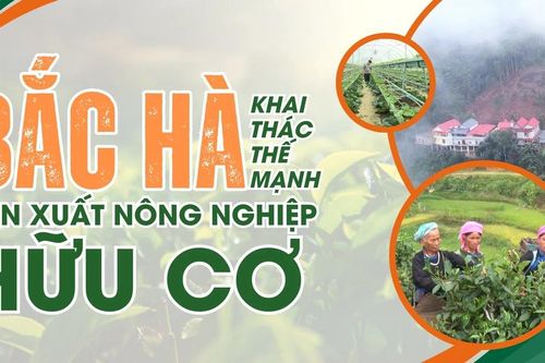 Bắc Hà khai thác thế mạnh sản xuất nông nghiệp hữu cơ