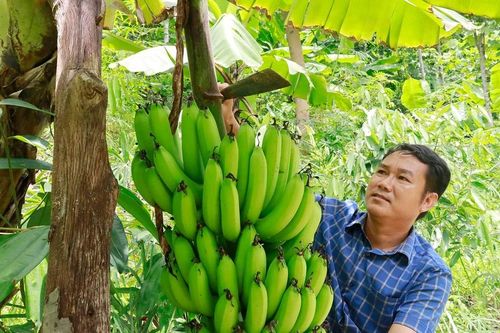 Giải đáp, gỡ khó cho nông dân và lĩnh vực sản xuất nông nghiệp