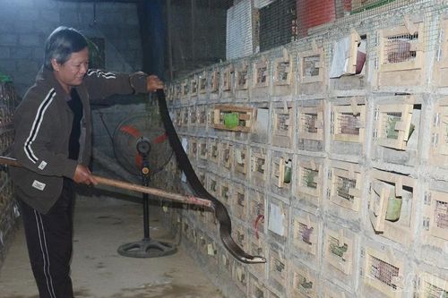 Tăng cường quản lý gây nuôi động vật hoang dã