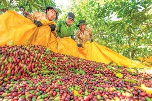 Hình thành những vùng chuyên canh nông nghiệp công nghệ cao