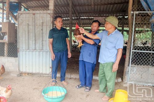 Duy trì trên 20 chuỗi liên kết trong chăn nuôi