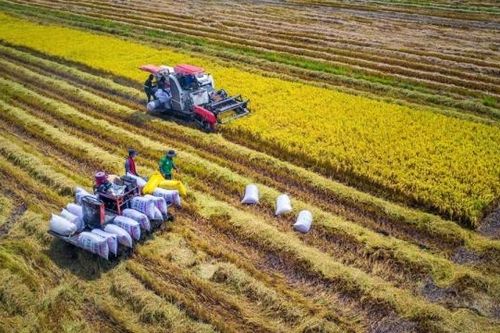 Hà Nội: Phê duyệt giá thóc để thu thuế sử dụng đất nông nghiệp theo vụ thu hoạch chính