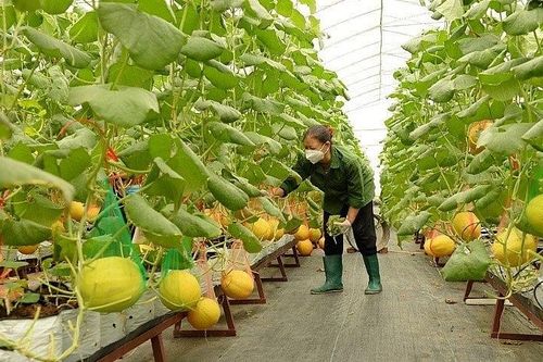 Phê duyệt nhiệm vụ điều chỉnh quy hoạch phân khu 5, đô thị Bắc Giang