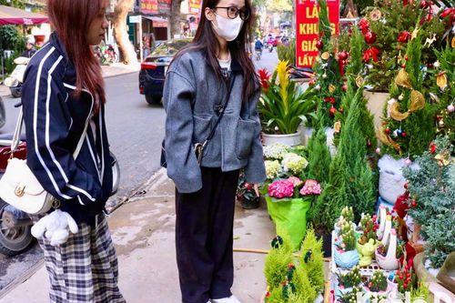 Đông đảo khách hàng lựa chọn cây thông, tùng mini trang trí đón noel