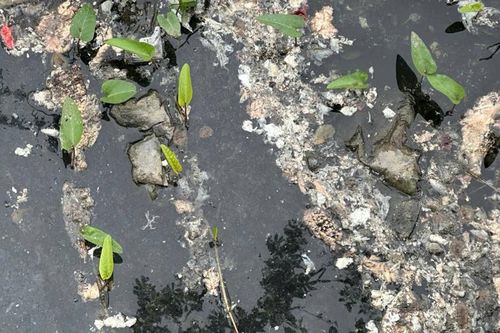 Người dân kêu cứu vì lò giết mổ lợn tự phát gây ô nhiễm, tiếng ồn