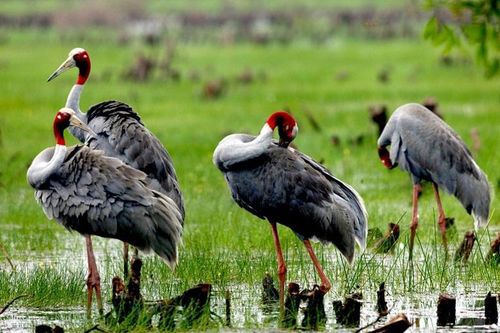 Bàn giải pháp cấp bách bảo vệ các loài chim quý hiếm
