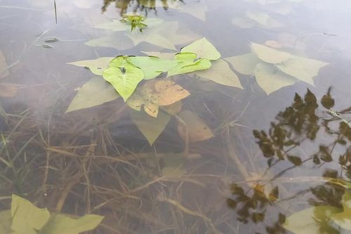 Mưa lớn gây ngập úng rau màu ở Quảng Ngãi