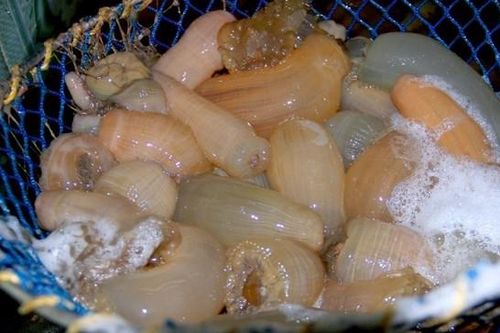 'Thần dược quý ông' được săn lùng đắt đỏ cỡ nào?