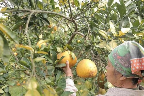 Vùng bưởi tiến Vua ở Yên Bái hối hả dịp cận Tết