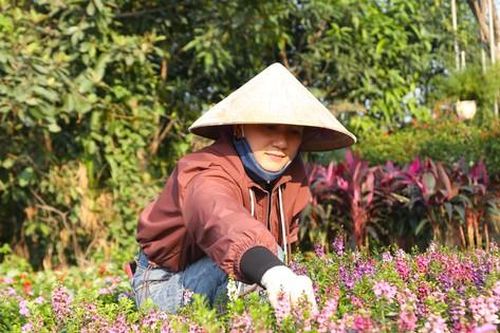 Mưu sinh ở làng hoa mong Tết ấm