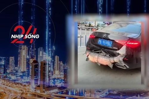 NHỊP SỐNG 24: Bắt được cá chép nặng gần 30kg, cần thủ lái xe khoe khắp phố