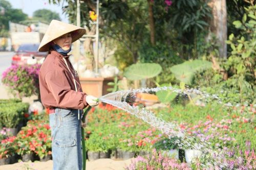 Các nhà vườn Nghệ An tất bật chuẩn bị hoa Tết