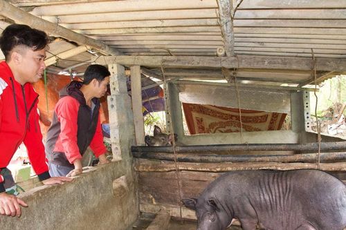Huyện vùng biên Nghệ An tạm ngừng cấp phát con giống để tránh giá rét, dịch bệnh