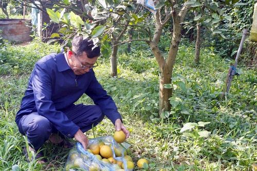 Nhiều gốc 'cam tiến vua' ở Nghệ An rụng quả hàng loạt, chưa rõ nguyên nhân