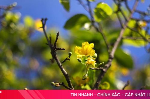 Làng mai vàng lớn nhất Hà Tĩnh rộn ràng vào vụ Tết