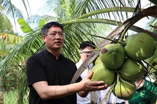 Doanh nghiệp Trung Quốc khảo sát vùng nguyên liệu trồng dừa ở Trà Vinh