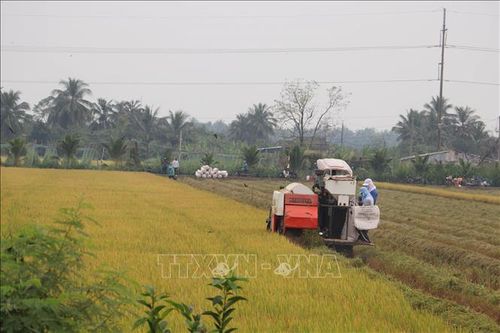 Nông dân Tiền Giang thu lợi nhuận khá vụ lúa Thu Đông