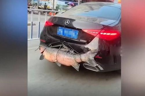 Bắt được cá chép nặng gần 30kg, cần thủ lái xe khoe khắp phố