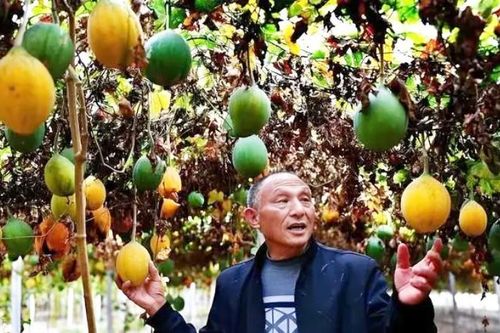 Cụ ông 60 tuổi giúp cả làng thành triệu phú nhờ trồng một loại cây lấy quả duy nhất