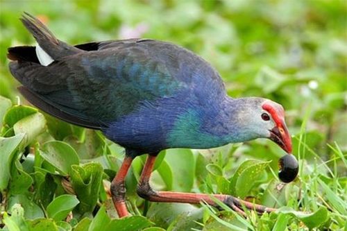 Loài chim nóng tính nhất Việt Nam: Canh nhà dữ tợn không thua chó, múa đẹp nhưng đá cực hiểm