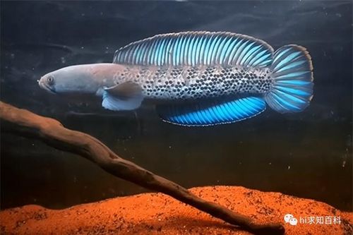 Bí ẩn loài cá có khả năng thích nghi kì diệu: Sống được ở cả nơi lạnh nhất và nóng nhất thế giới