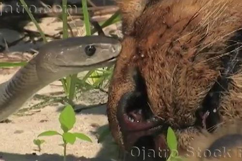 CLIP: Bị rắn Mamba đen tung ra cú đớp chết chóc, sư tử nhanh chóng bị 'thần chết' đưa đi