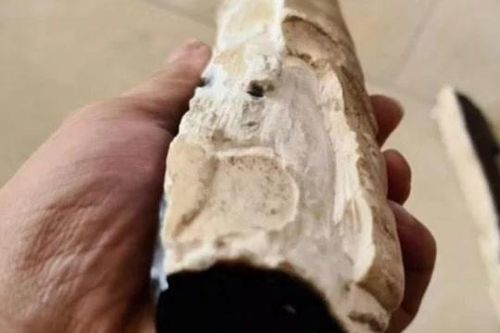 1 địa phương ở Việt Nam sở hữu Bạch Kỳ Nam tốt nhất thế giới: Là loại gỗ quý hơn kim cương, giá 50 tỷ/kg