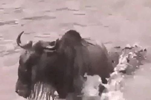 CLIP: Bị cá sấu ngoạm trúng đuôi, linh dương đầu bò có màn 'lội ngược dòng' ngoạn mục