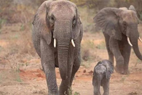 Bí mật gây ngỡ ngàng về loại Voi: Mang thai gần 2 năm, nói không với ung thư nhưng lại có 1 khuyết điểm ít ai biết!