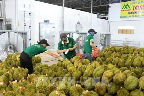 Đắk Lắk xuất khẩu nhiều mặt hàng nông sản sang các thị trường lớn