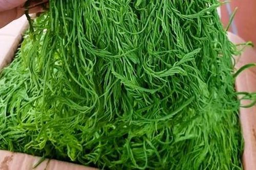 Loại rau thối xưa có đầy, giờ thành đặc sản ăn một lần nhớ mãi không quên, 200.000 đồng/kg