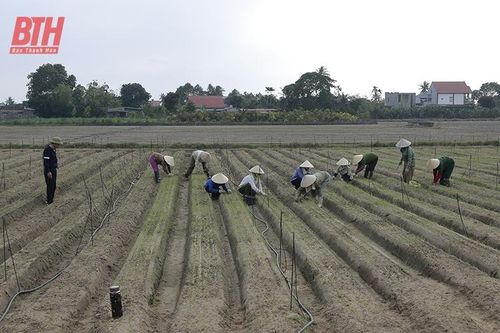 Hiệu quả liên kết sản xuất rau màu vụ đông