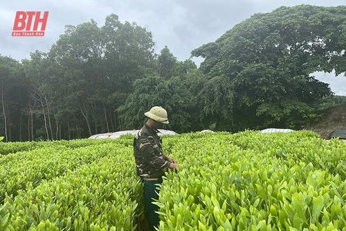 Nghề ươm cây giống