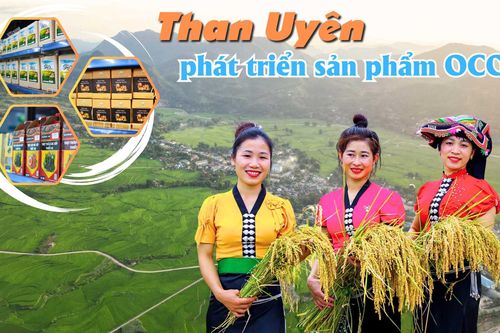 Than Uyên phát triển sản phẩm OCOP