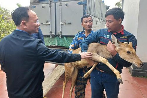 Bàn giao hươu sao lấy nhung hỗ trợ hộ dân thoát nghèo