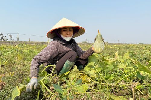 Niềm vui trên những cánh đồng vụ đông