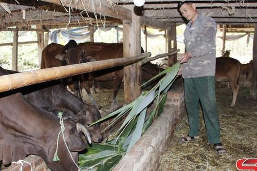 Mường La phát triển chăn nuôi đại gia súc