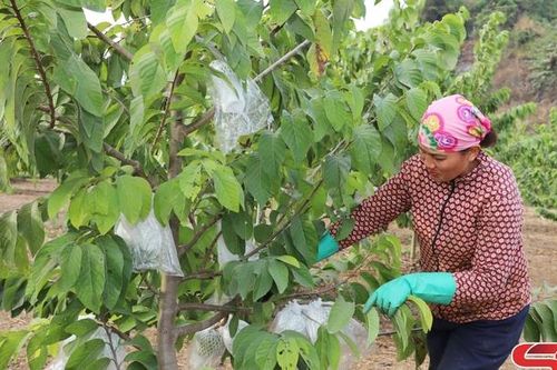 Vai trò hợp tác xã trong sản xuất nông nghiệp