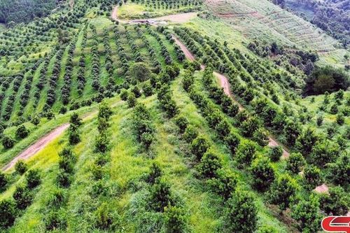 Xây dựng nhiều mô hình kinh tế hiệu quả, bền vững