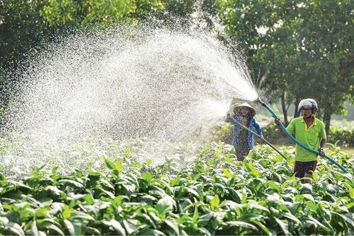 Vui với nông nghiệp Quảng Điền