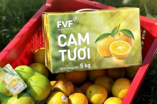 Giải mã lý do cam tươi FVF chinh phục người tiêu dùng