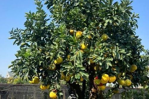 Cây cảnh bonsai 'khủng' đua xuống phố, giá tăng 10-15% so với Tết 2024
