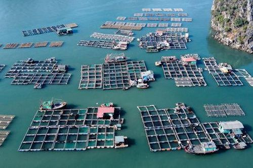 Tăng quy mô diện tích các khu bảo tồn biển, khu bảo vệ nguồn lợi thủy sản