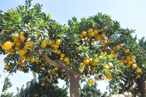 Mãn nhãn cây bưởi cảnh trĩu trịt quả, giá 800 triệu đồng