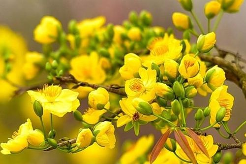 Thời điểm lý tưởng để lặt lá mai cho hoa mai nở đúng dịp Tết thu hút tài lộc